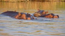 Flusspferde im Chobe Nationalpark