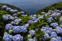 Blumeninsel Flores