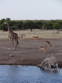 Wildtiere an einem Wasserloch