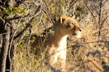 Löwen Weibchen im Etosha Nationalpark
