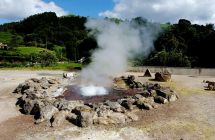 Ananasplanze auf São Miguel