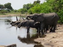 Elefanten des Chobe