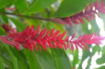 Bunte Pflanzenvielfalt auf La Réunion